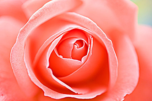 局部,特写,粉红玫瑰