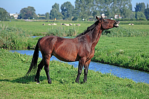 马,母马,卷唇,位置,站立,草场,荷兰,欧洲