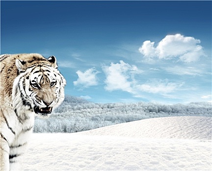 虎,雪