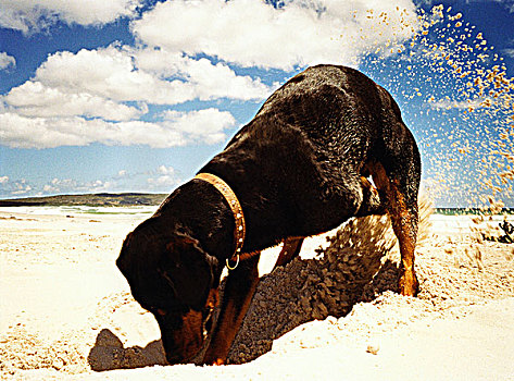 罗特韦尔犬,挖,洞,沙子,海滩