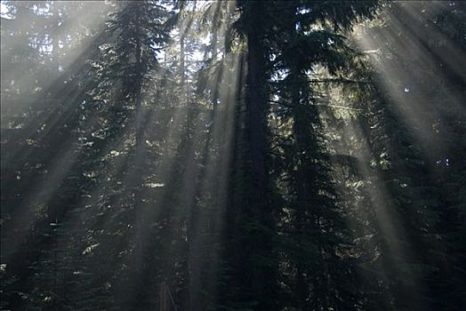 阳光,发光,冷杉,树林,德斯舒茨国家森林,俄勒冈,美国