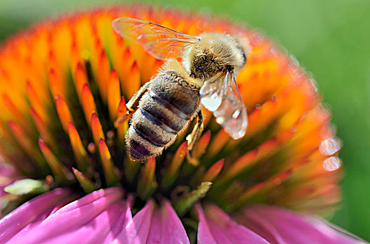 蜂蜜,蜜蜂,收集,花蜜,花,头部,紫色,金花菊,草药