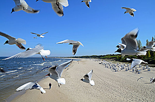 海鸥,海滩,乌瑟多姆岛,梅克伦堡州,德国
