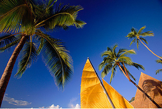 双体船,帆,棕榈树,岛屿,茉莉亚岛,南太平洋,法属玻利尼西亚
