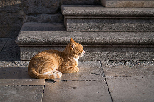 街头的一只猫