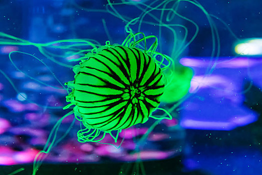 海洋生物水母