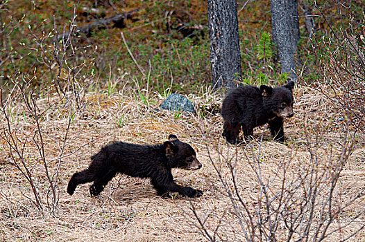 两个,黑熊,幼兽,美洲黑熊,玩,树林,碧玉国家公园,艾伯塔省,加拿大