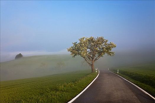 街道,区域,巴登符腾堡,德国,欧洲