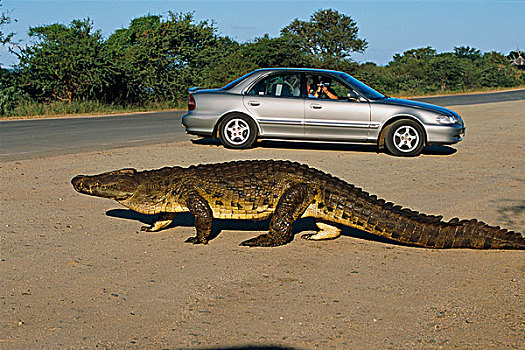 人,看,鳄鱼,克鲁格国家公园,南非