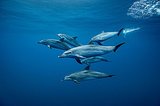 群,大西洋细吻海豚,花斑原海豚,水下视角,圣克鲁斯-德特内里费,加纳利群岛,西班牙