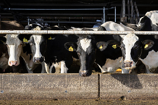 母牛,畜栏,清新空气,亮光,弗里斯兰省,荷兰