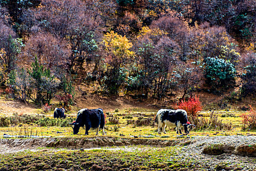 中国西藏山南市崔久沟自然风景区