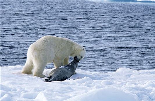 北极熊,捕获,海豹,斯匹次卑尔根岛