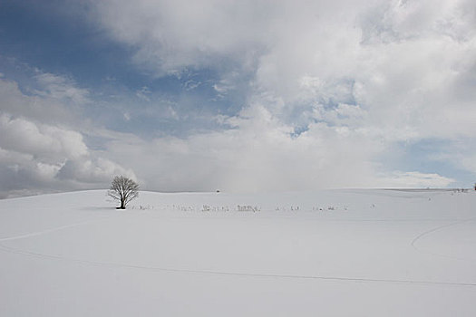 日本,北海道,富良野,冬季风景