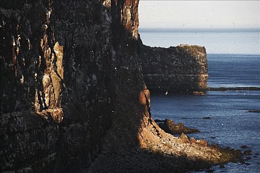 悬崖,海洋鸟类动物,西部,峡湾,冰岛
