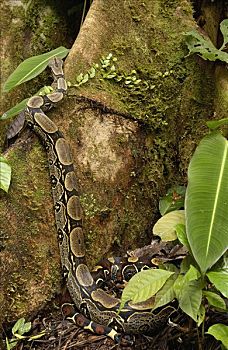大蟒蛇,攀登,板状根,厄瓜多尔,南美