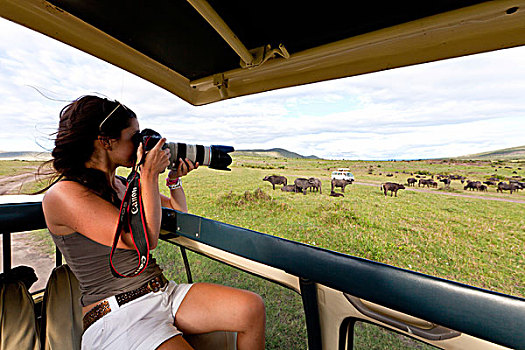 幼兽,摄影师,看,大,牧群,非洲,水牛,南非水牛,非洲水牛,马赛马拉国家保护区,肯尼亚,东非