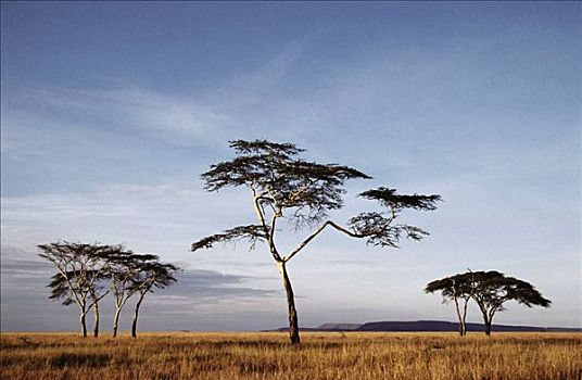 发烧,树,刺槐,塞伦盖蒂国家公园,坦桑尼亚