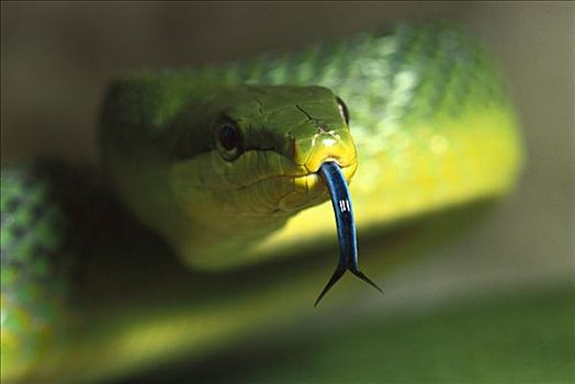 无毒蛇,蛇,展示,使用,舌头,感知,方向