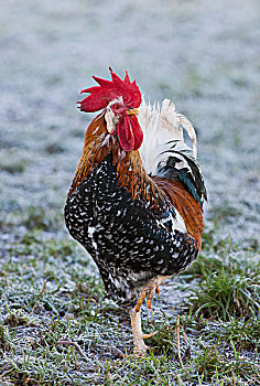 公鸡,红原鸡,诺森伯兰郡,英格兰