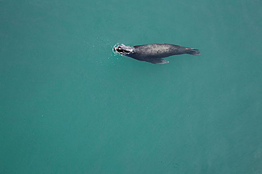 海狮