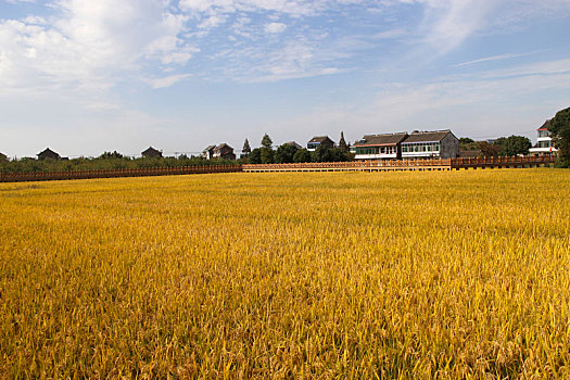 稻香村,农民丰收节,瞭望台