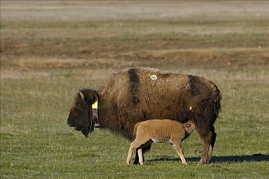 美洲野牛,野牛,母兽,哺乳,黄石国家公园,怀俄明
