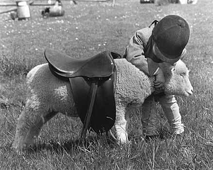 孩子,乘,马鞍,绵羊,英格兰,英国
