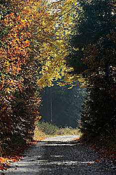 碎石路,通过,欧洲山毛榉森林,在秋天,上普法尔茨,巴伐利亚,德国