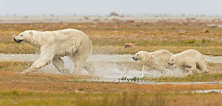 北极熊,两个,幼兽,跑,水,哈得逊湾,曼尼托巴,加拿大