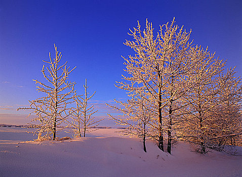 冬天,日出,靠近,艾伯塔省,加拿大