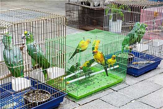 鸟,销售,香港