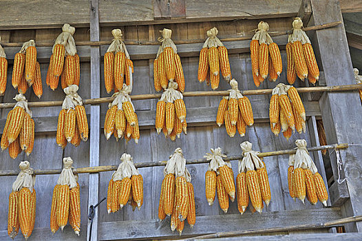 玉米,悬挂,屋顶,清迈,泰国