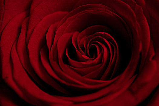 红玫瑰,特写,全画幅