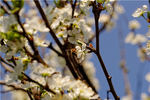 花,樱桃树,蜜蜂