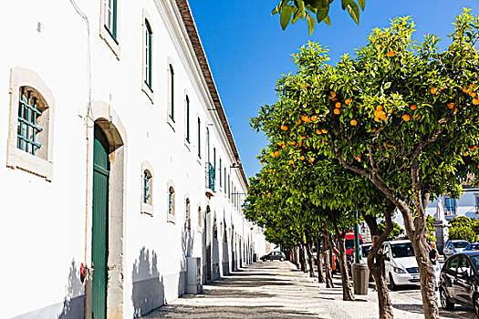 橘树,正面,主教,主教宫殿,法若,阿尔加维,葡萄牙