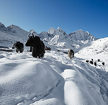 尼泊尔,昆布,牦牛,雪原,户外