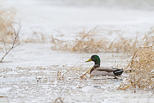 野鸭,绿头鸭,雄性,湿地,冬天,伊利诺斯,美国
