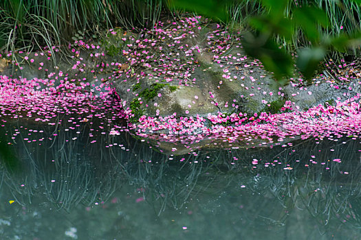花瓣飘落水中的图片图片