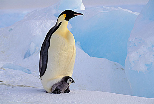 南极,帝企鹅,成年,幼禽