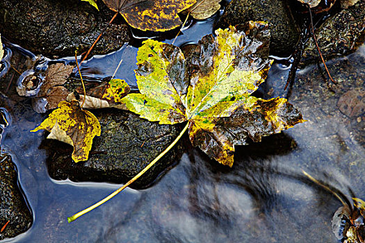 枫叶,槭树科,躺着,石头,溪流,溪谷,黑森林,巴登符腾堡,德国,欧洲