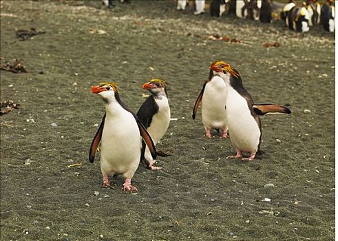 皇家,企鹅,麦夸里岛,澳大利亚,南极