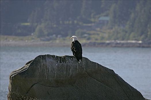 白头鹰,海雕属,美国