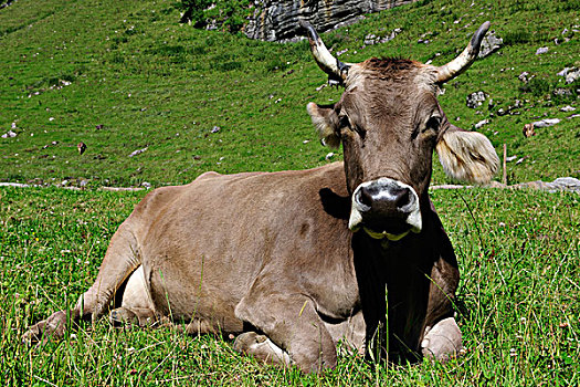 母牛,高山,山峦,阿彭策尔,瑞士,欧洲