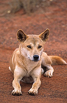 澳洲野狗,狼,乌卢鲁卡塔曲塔国家公园,澳大利亚
