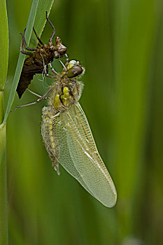 四斑猎蜻,蜻蜓,脱落,外骨骼,国家公园,上艾瑟尔省,荷兰