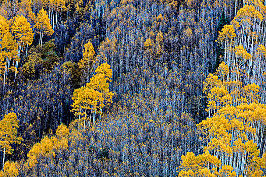 秋天,白杨,图案,白色,河,国家森林,靠近,科罗拉多,美国,大幅,尺寸