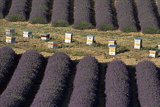 蜂巢,薰衣草,地点,瓦伦索,普罗旺斯,法国