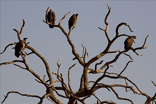 秃鹰,栖息,乔贝国家公园,博茨瓦纳