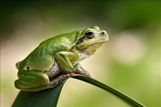 普通树蛙,无斑雨蛙,岛,梅克伦堡,西部,波美拉尼亚,德国